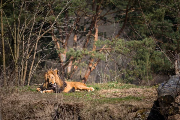 Muž Lev Ležící Lese — Stock fotografie