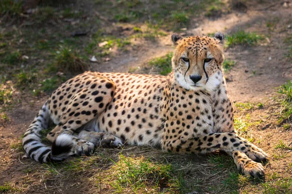 Krásné Gepard Vleže Zeleném Poli — Stock fotografie