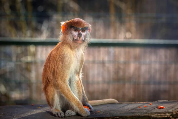 Patas Portrét Opice Zoo — Stock fotografie