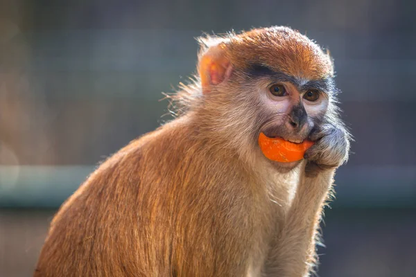 Patas Opice Jíst Mrkev — Stock fotografie