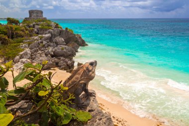Tulum, Meksika plajda otururken Iguana