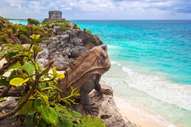 Tulum, Meksika plajda otururken Iguana