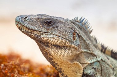 Meksika vahşi iguana yakın çekim