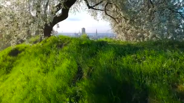 Bel Arbre Fleurs Dans Parc Avec Paysage Urbain Gdansk Pologne — Video
