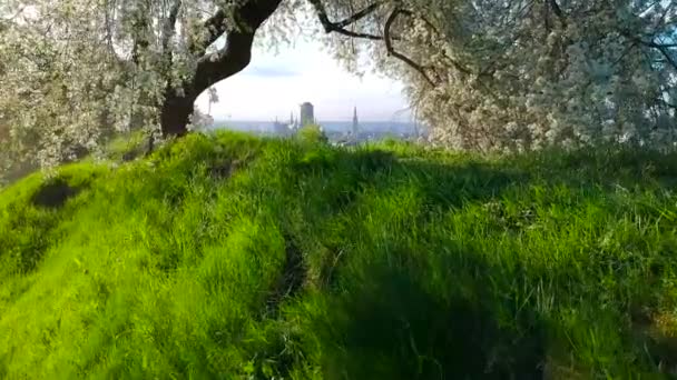 Bela Árvore Flores Parque Com Paisagem Urbana Gdansk Polônia — Vídeo de Stock