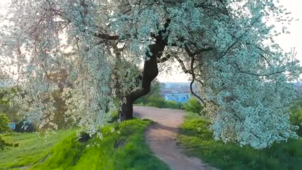 Krásné Kvetoucí Strom Parku Panoráma Města Gdaňsk Polsko — Stock video