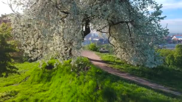 Krásné Kvetoucí Strom Parku Panoráma Města Gdaňsk Polsko — Stock video