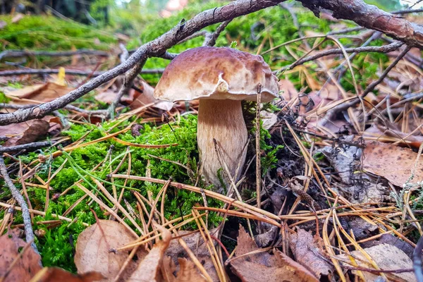 Boletus Edulis Fungus Forest Autumn — Stock Photo, Image