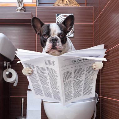 Fransız bulldog elinde gazeteyle klozet kapağında oturuyor.