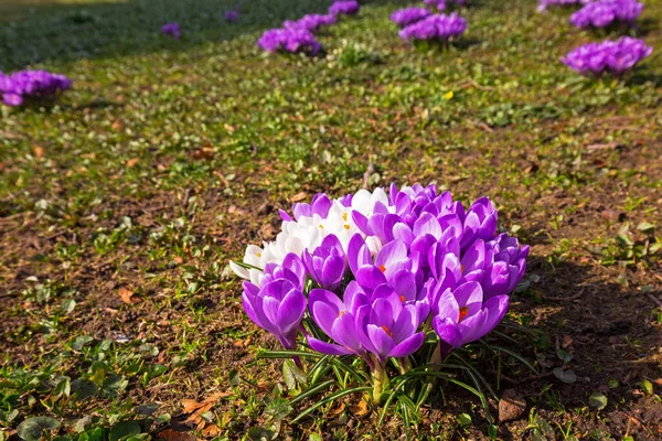 Lindas Flores Croco Florescendo Parque Alesund Noruega — Fotografia de Stock