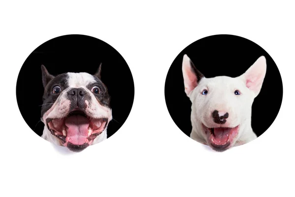 Cara divertida de bulldog francés con espacio de copia blanca — Foto de Stock
