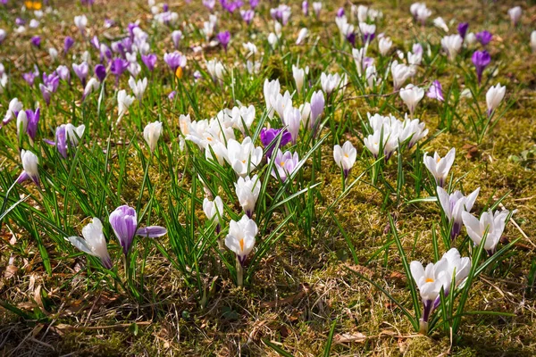 Hermosas Flores Cocodrilo Floreciendo Parque Alesund Noruega — Foto de Stock