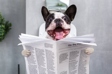 Çılgın gülüşlü Fransız bulldog elinde gazeteyle klozet kapağında oturuyor.