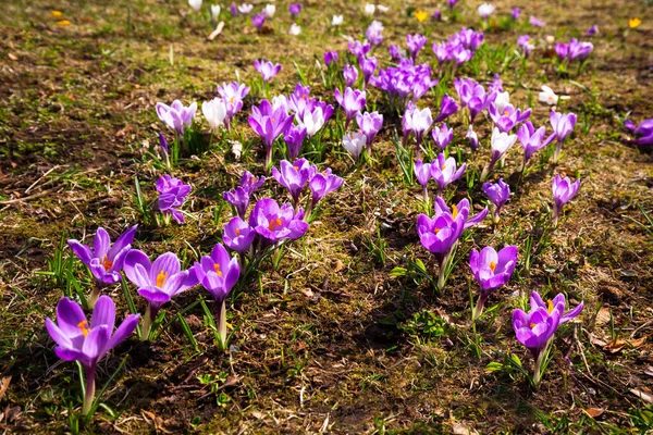 Bellissimi Fiori Croco Che Sbocciano Nel Parco Alesund Norvegia — Foto Stock