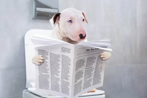 Bullterrier Crazy Smile Sitting Toilet Seat Newspaper — Stock Photo, Image