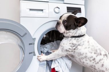 Fransız bulldog kirli çamaşırları elektrikli makineye yüklüyor.