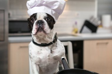 Fransız Bulldog mutfağında yumurta pişirir.