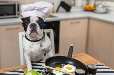 Fransız Bulldog mutfağında yumurta pişirir.