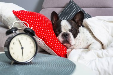 Fransız bulldog çalar saatle yatakta uyuyor.