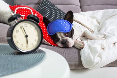 Fransız bulldog uyku maskesi ve çalar saatle yatakta uyuyor.