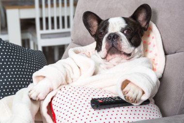 Bornozlu Fransız bulldog. Koltukta patisiyle uzaktan kumandalı televizyon seyrediyor.