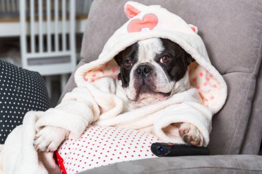 Bornozlu Fransız bulldog. Koltukta patisiyle uzaktan kumandalı televizyon seyrediyor.