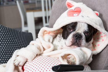 Bornozlu Fransız bulldog. Koltukta patisiyle uzaktan kumandalı televizyon seyrediyor.