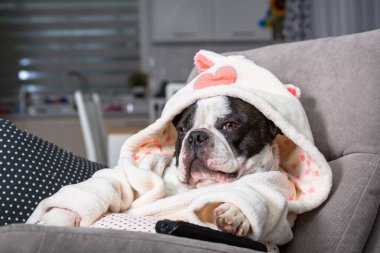 Bornozlu Fransız bulldog. Koltukta patisiyle uzaktan kumandalı televizyon seyrediyor.