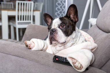 Bornozlu Fransız bulldog. Koltukta patisiyle uzaktan kumandalı televizyon seyrediyor.