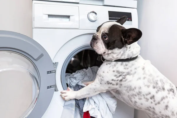 法国斗牛犬把脏衣服装进电动洗衣机 — 图库照片