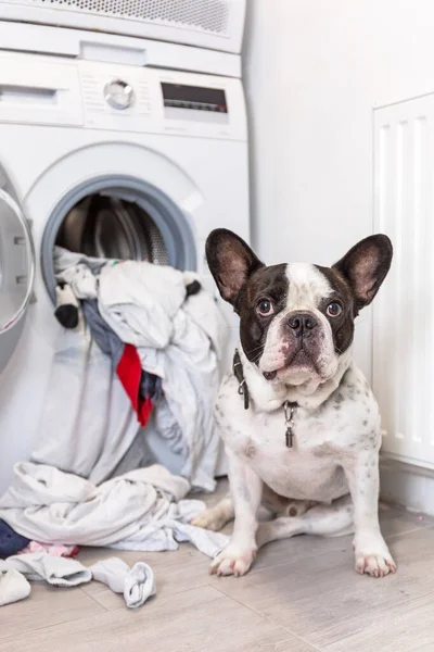 Fransk Bulldogg Med Skittentøy Ved Den Elektriske Vaskemaskinen – stockfoto