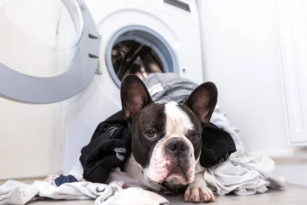 Elektrikli Makinede Kirli Çamaşırları Olan Fransız Bulldog — Stok fotoğraf