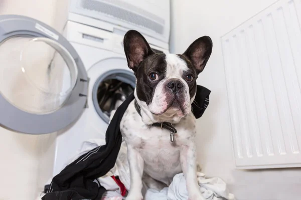 Bulldog Francese Con Biancheria Sporca Alla Lavatrice Elettrica — Foto Stock