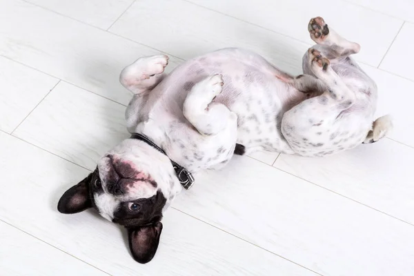 Förtjusande Fransk Bulldogg Poserar Golvet — Stockfoto