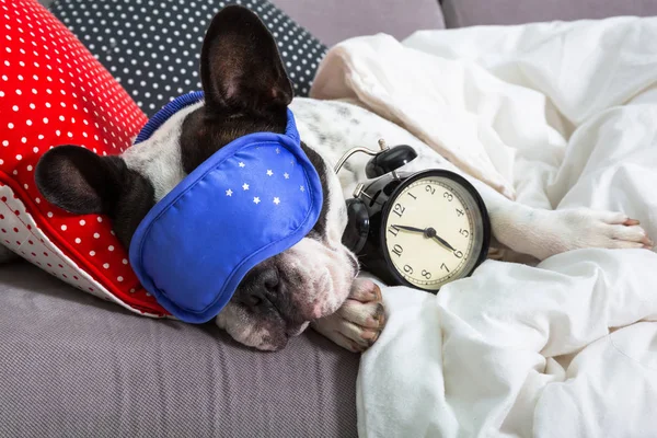 Fransız Bulldog Uyku Maskesi Çalar Saatle Yatakta Uyuyor — Stok fotoğraf