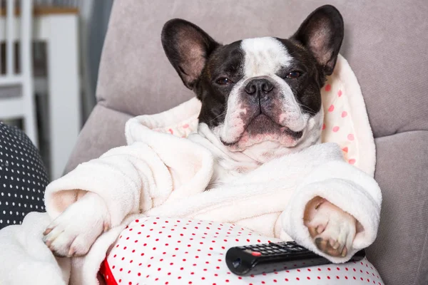 Ranskalainen Bulldog Kylpytakissa Katsella Televisiota Kaukosäädin Tassu Nojatuoli — kuvapankkivalokuva