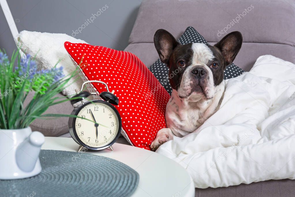 French bulldog waking up by alarm clock in the bed