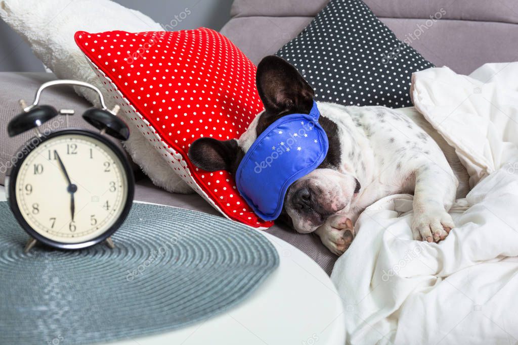 French bulldog sleeping in the bed with sleeping mask and alarm clock