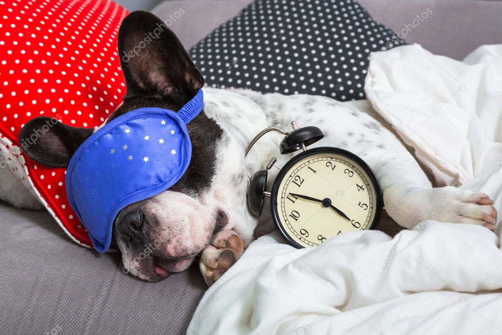 French bulldog sleeping in the bed with sleeping mask and alarm clock