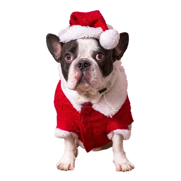 Bulldog français posant en costume de Père Noël pour Noël — Photo