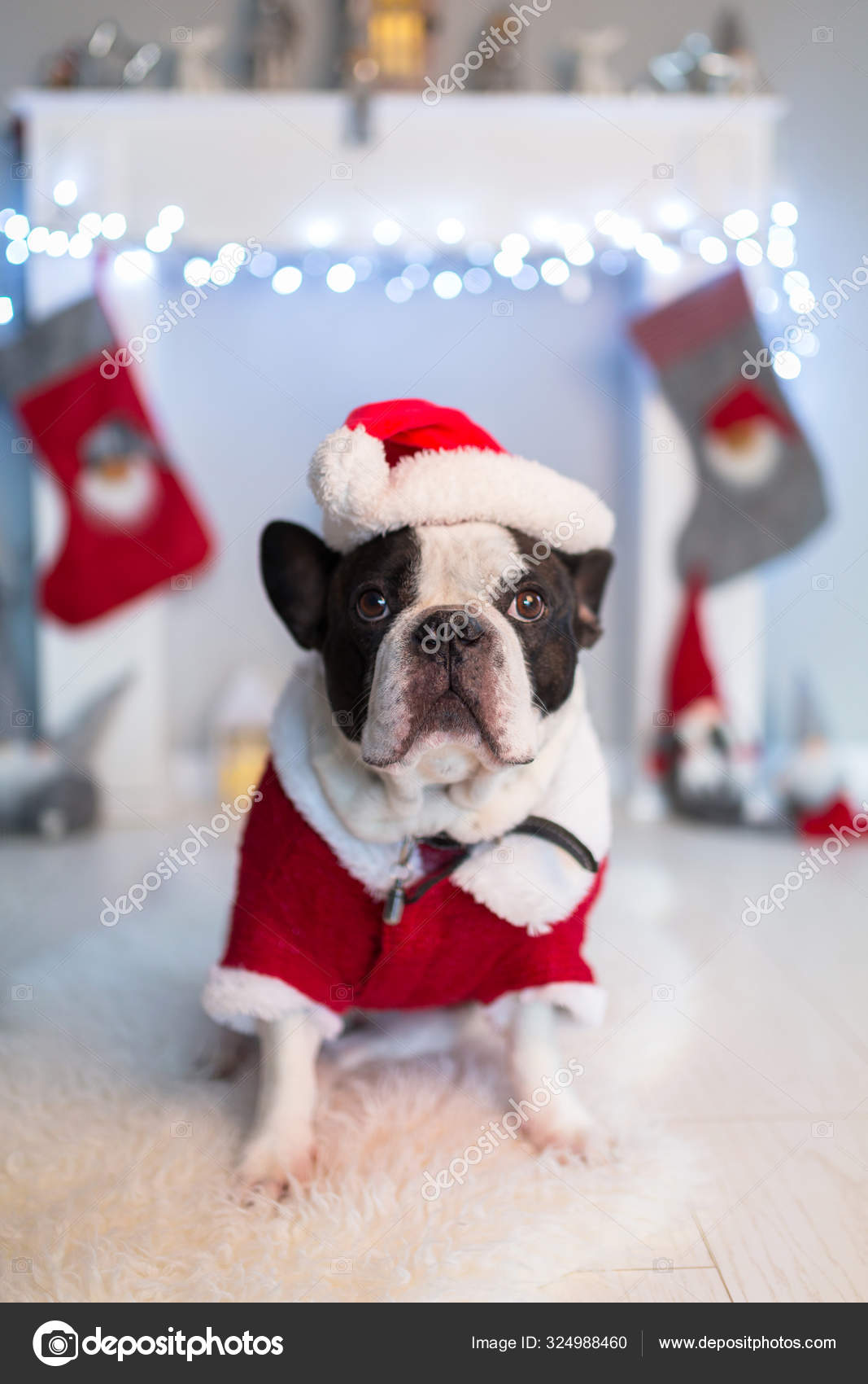 French Bulldog Santa Costume Sitting Floor Fireplace Christmas Decorations Stock Photo Patryk Kosmider 324988460