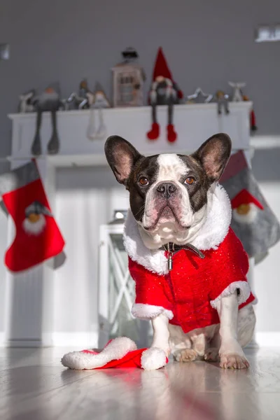 Franska Bulldogg Santa Kostym Sitter Golvet Vid Öppna Spisen Med — Stockfoto