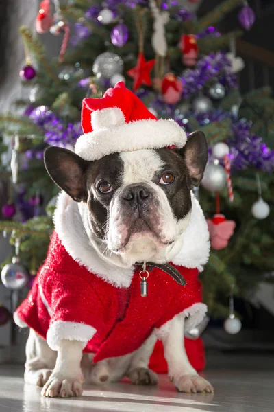 Franska Bulldogg Santa Kostym Sitter Golvet Vid Julgranen — Stockfoto