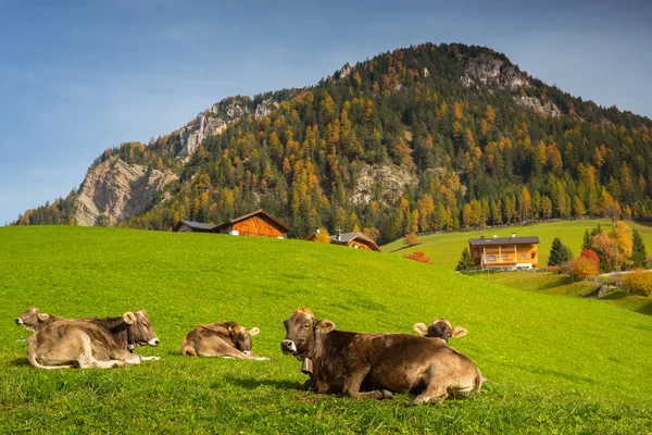 有奶牛和白云石山背景的Idyllic草地 Santa Maddalena 意大利 — 图库照片