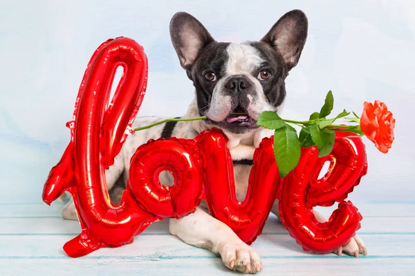 Franse Bulldog Met Rode Roos Muilkorf Voor Valentijnsdag — Stockfoto