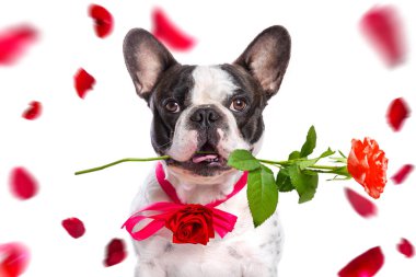 Sevgililer Günü için ağzında kırmızı gül olan Fransız bulldog..