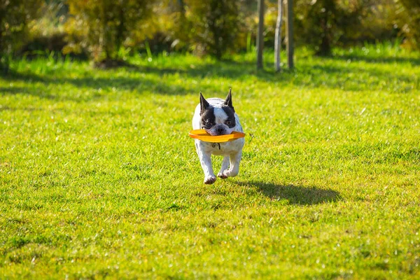 Buldogue Francês Brincando Com Disco Voador Jardim Ensolarado — Fotografia de Stock