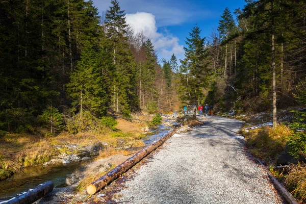 Hegyi Ösvény Gyönyörű Erdőben Közel Zakopane Lengyelország — Stock Fotó
