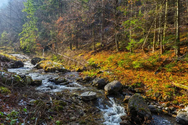 Fjellbekk Vakker Skog Nær Zakopane Polen – stockfoto