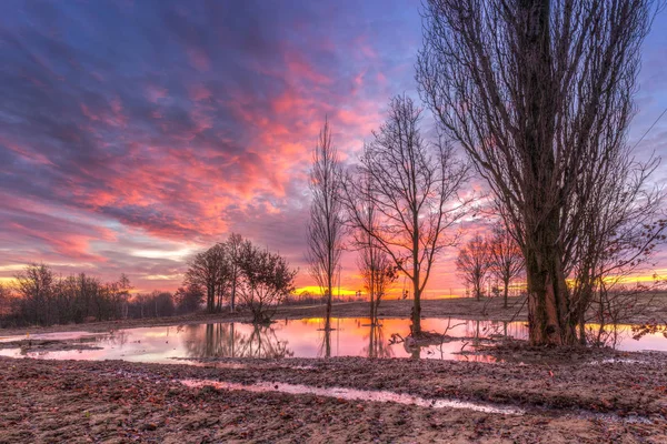 Alberi Nelle Zone Umide All Alba Polonia — Foto Stock